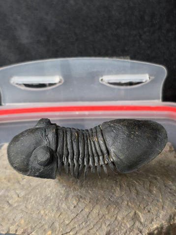 Trilobiet - Gefossiliseerd dier - Paralejurus sp. - 10.5 cm, Verzamelen