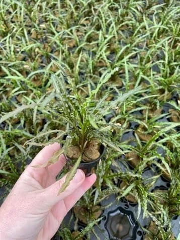 Cryptocoryne Balansae (Aquariumplanten, Aquarium producten), Verzenden, Plant(en), Steen of Hout