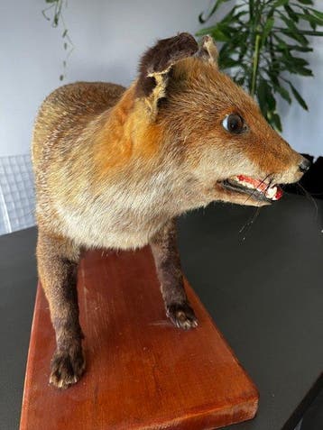 Rode vos Taxidermie volledige montage - Vulpes vulpes - 30, Nieuw