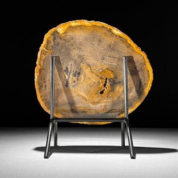 Prachtige schijf versteend hout op een op maat gemaakte