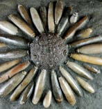 Enorme fossiele zee-egel van hoge kwaliteit!!! - Schelp met