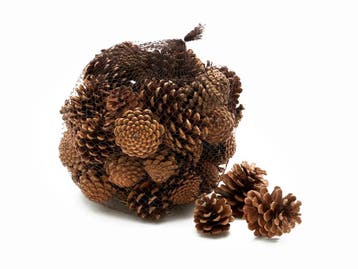 Dennenappels oostenrijkers pinus nigra blue pine naturel in, Nieuw