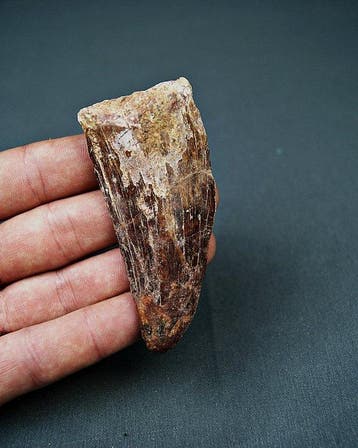Dinosaure - Dent fossile - Carcharodontosaurus saharicus -