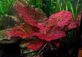 Nymphaea lotus rood - Rode tijgerlotus (Aquariumplanten), Verzenden, Plant(en), Steen of Hout