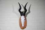 Hartebeest skull Schedel - Alcelaphus buselaphus - 38 cm -, Verzamelen, Dierenverzamelingen, Nieuw