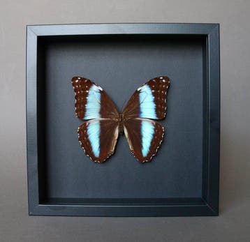 Vlinder Taxidermie volledige montage - Morpho deidamia - 23