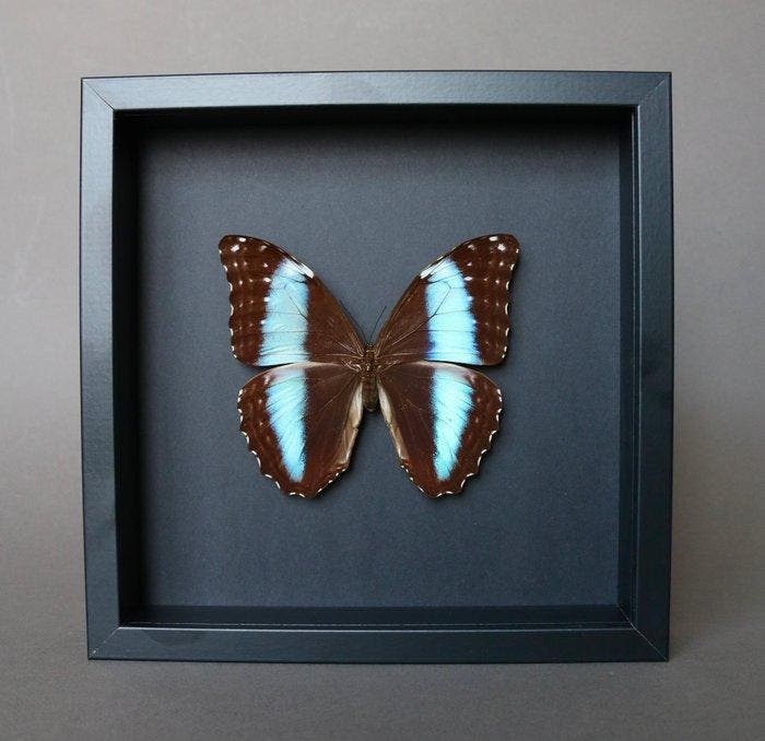 Vlinder Taxidermie volledige montage - Morpho deidamia - 23, Antiek en Kunst, Curiosa en Brocante