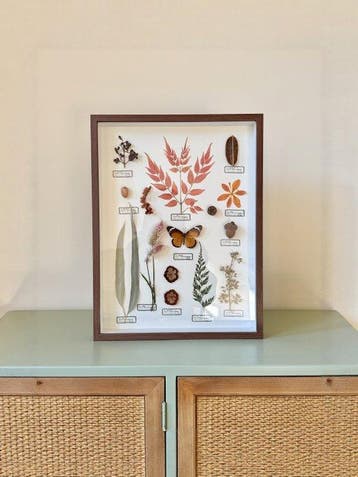 Verschillende planten Taxidermie volledige montage - Various