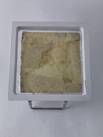 Vis - Gefossiliseerd dier - Lycoptera - 11 cm (Zonder