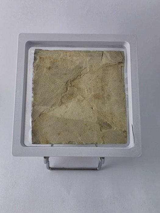 Vis - Gefossiliseerd dier - Lycoptera - 11 cm (Zonder, Verzamelen, Mineralen en Fossielen