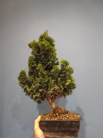 Bonsaï Cyprès du Japon (Chamaecyparis obtusa) - Hauteur