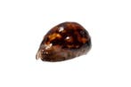 Westaustralische Kaurischnecke >>>> Taxidermie wandmontage -, Collections
