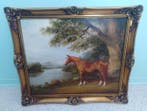 Collins (XX) - Cheval