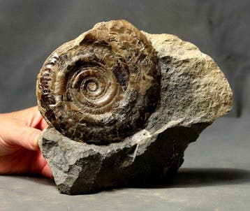 Ammonite exceptionnelle - sur matrice - autoportante -