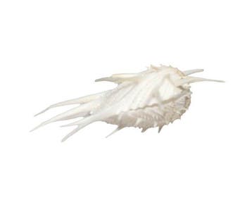 Rareté pour la vitrine : Spondylus imperialis 70 mm – Double, Nieuw