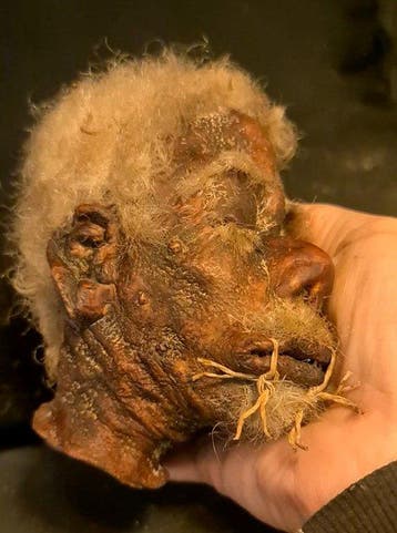 Gekrompen hoofd Tsantsa-replica Taxidermie replica montage -