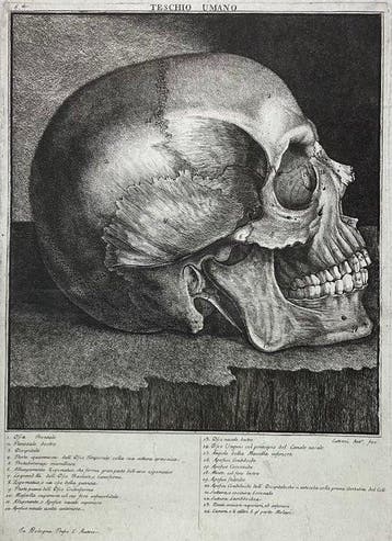 Antonio Cattani (1747-1787) - Teschio umano - lastra grande