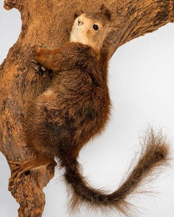 Eekhoorn Taxidermie wandmontage - Sciurus vulgaris - 62 cm -
