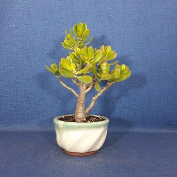 Jade bonsai (Crassula/Portulacaria) - Hauteur (arbre) : 30