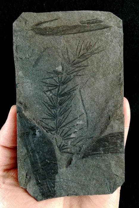 Fossiele plant met uitzonderlijk goed bewaard gebleven!! -, Verzamelen, Mineralen en Fossielen