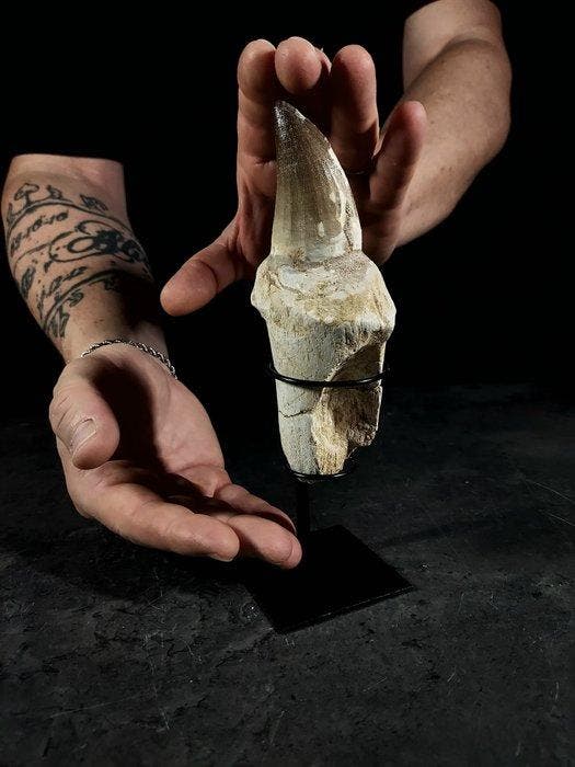 tand met een XL wortel van een mosasaurus - Fossiele tand -, Verzamelen, Dierenverzamelingen