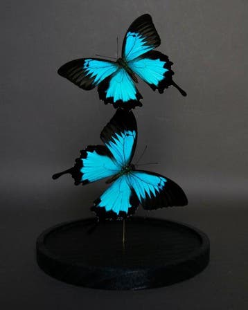 Vlinder Taxidermie volledige montage - Papilio ulysses, Nieuw