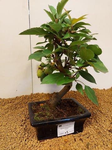 Malus domestica - Hoogte (boom): 27 cm - Diepte (boom): 18