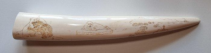 Walrus Tand - Odobenus rosmarus - with proof of legal origin, Collections, Collections Animaux