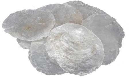 Capiz Shell Camar schelpen 5-10 cm 1 kilo, Hobby & Loisirs créatifs, Bricolage