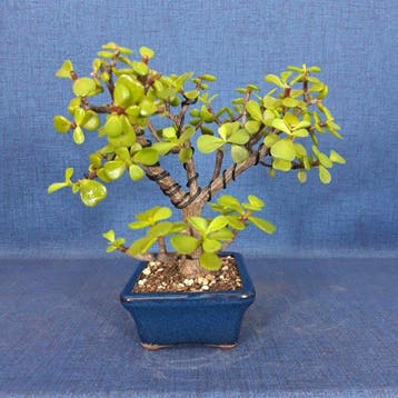 Jade bonsai (Crassula/Portulacaria) - Hauteur (arbre) : 19