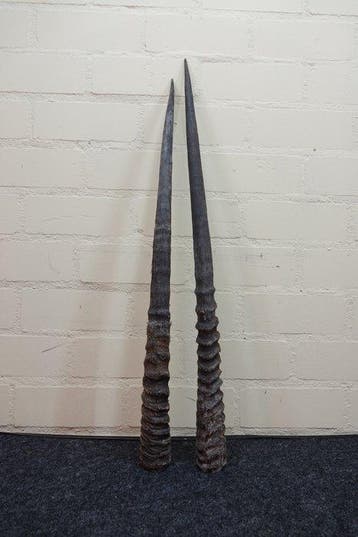 Gemsbok Hoorns - Oryx gazella - 73 cm - 3 cm - 0 cm-, Verzamelen, Dierenverzamelingen, Nieuw