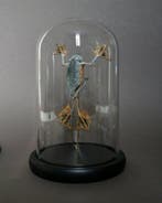 Kikker Taxidermie volledige montage - Racophorus reinwardtii