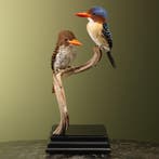 Zebra-IJsvogel Koppel Taxidermie Opgezette Dieren By Max, Ophalen of Verzenden, Opgezet dier
