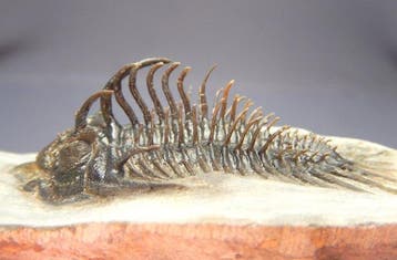 Trilobite épineux - Squelette fossile - Comura butlyncki -