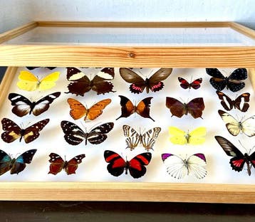 Historische entomologische collectie - 25 exotische