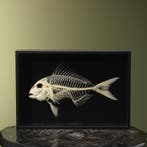 Vis Skelet Taxidermie Opgezette Dieren By Max, Ophalen of Verzenden, Nieuw, Wild dier, Opgezet dier