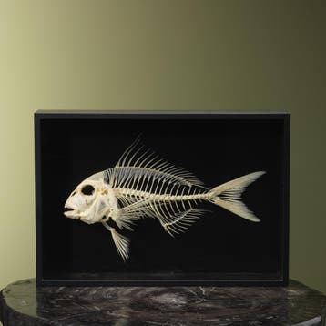 Vis Skelet Taxidermie Opgezette Dieren By Max, Ophalen of Verzenden, Nieuw, Wild dier, Opgezet dier