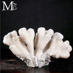 Branche de corail - corail blanc - Acropora florida - Îles, Collections