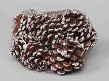 Dennenappel Pinus Pinea White Tip Net 10 stuks, Nieuw