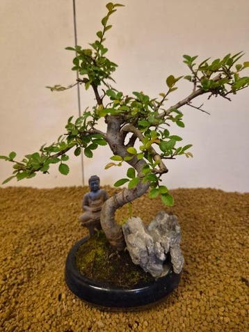 zelkova - Hoogte (boom): 26 cm - Diepte (boom): 26 cm -