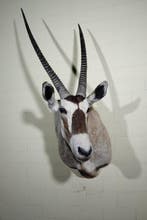 Large Gemsbok Schedel - Oryx gazella - 65 cm - 125 cm - 65, Nieuw