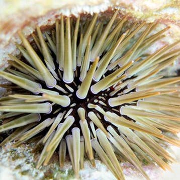 Echinometra Mathaei (Rots Zeeëgel), Verzenden, Nieuw