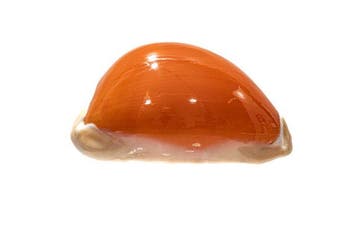 Kroonjuweel: Lyncina aurantium (Golden Cowrie) – Absolute, Nieuw