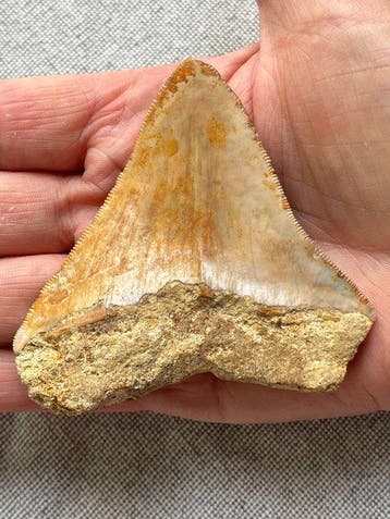 Megalodon tand 8,1 cm - Fossiele tand - Carcharocles