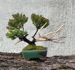 Jeneverbes bonsai (Juniperus) - Hoogte (boom): 17 cm -, Antiek en Kunst