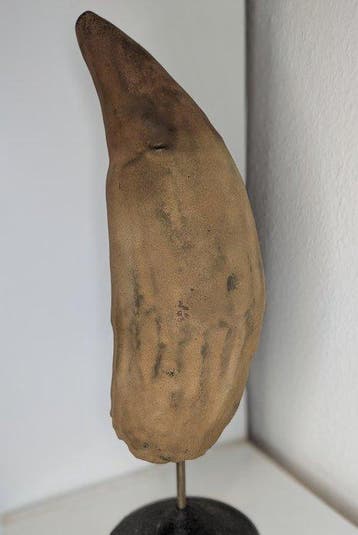 Fossiele tand - Livyatan Melvillei - biggest known