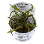 Tropica Cryptocoryne crispatula 1-2-grow! easy), Verzenden, Nieuw