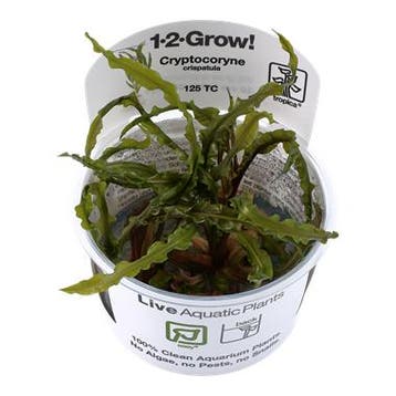 Tropica Cryptocoryne crispatula 1-2-grow! easy), Verzenden, Nieuw