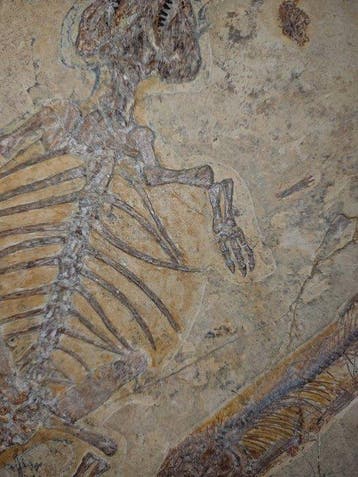 Zeldzame dinosaurus - Gefossiliseerd dier - Symbiotic fossil