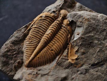 Trilobite coloré de qualité musée - Carapace fossilisée -